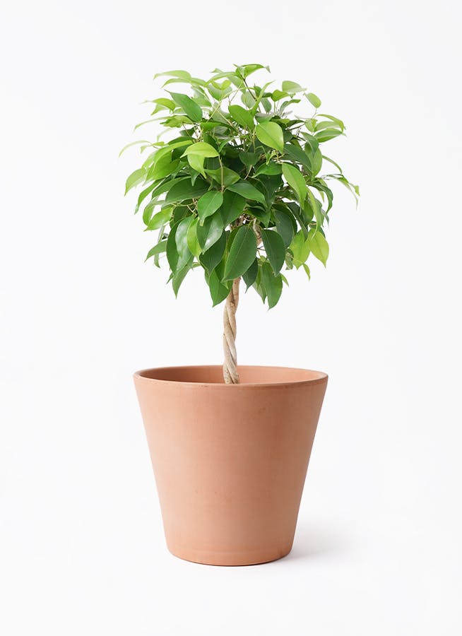 観葉植物 フィカス ベンガレンシス 5号 曲り エトナ アリーナ 付き