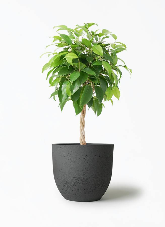 観葉植物 フィカス ウンベラータ 5号 曲り インティ M 濃グレイ 付き