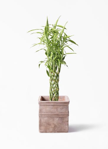 観葉植物 ドラセナ ミリオンバンブー（幸運の竹） 8号 テラアストラ カペラキュビ 赤茶色 付き