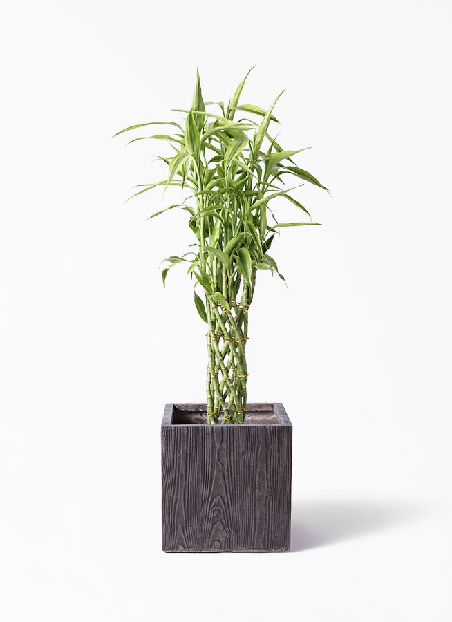 観葉植物 ドラセナ ミリオンバンブー（幸運の竹） 8号 ベータ キューブプランター ウッド 茶 付き