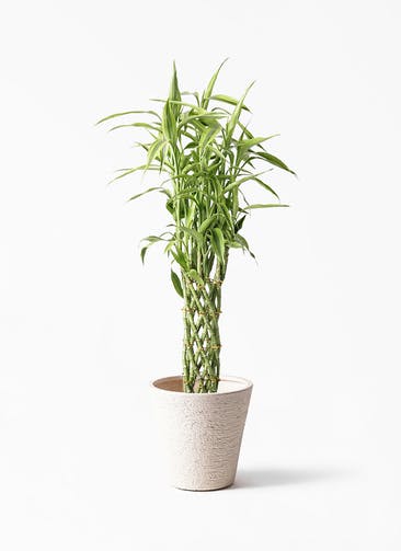 観葉植物 ドラセナ ミリオンバンブー（幸運の竹） 8号 ビアスソリッド 白 付き