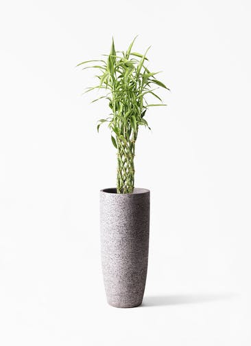 観葉植物 ドラセナ ミリオンバンブー（幸運の竹） 8号 エコストーントールタイプ Gray 付き
