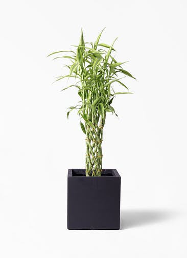 観葉植物 ドラセナ ミリオンバンブー（幸運の竹） 8号 ベータ キューブプランター 黒 付き