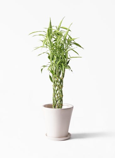 観葉植物 ドラセナ ミリオンバンブー（幸運の竹） 8号 サブリナ 白 付き