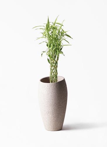 観葉植物 ドラセナ ミリオンバンブー（幸運の竹） 8号 エコストーントールタイプ Light Gray 付き