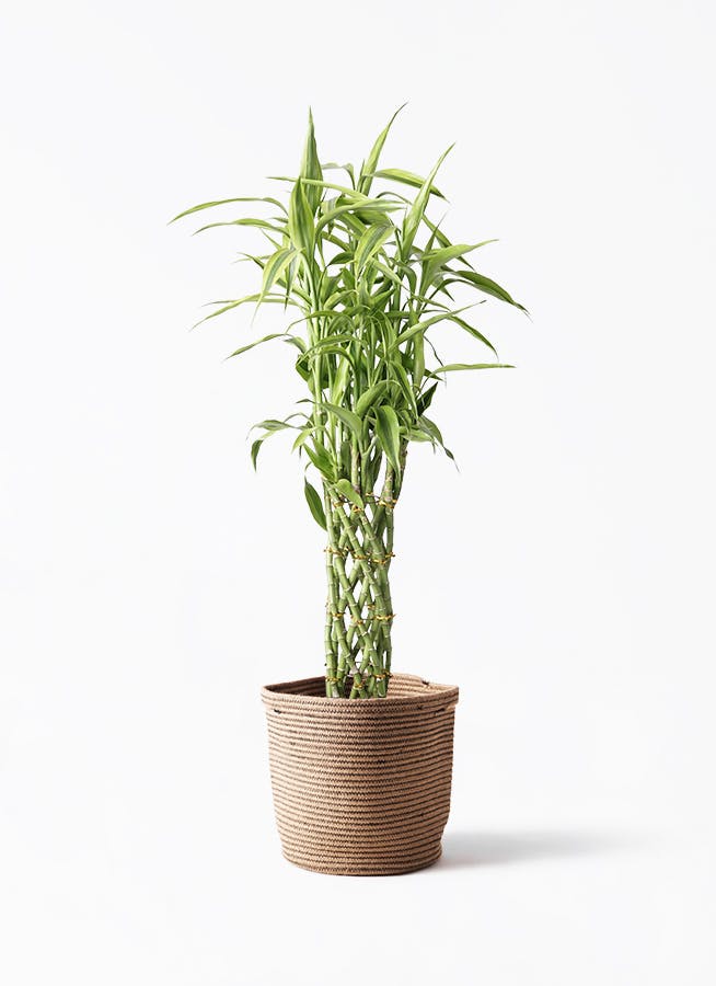 観葉植物 ドラセナ ミリオンバンブー（幸運の竹） 8号 リブバスケット