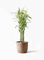観葉植物 ドラセナ ミリオンバンブー（幸運の竹） 8号 リブバスケットNatural 付き