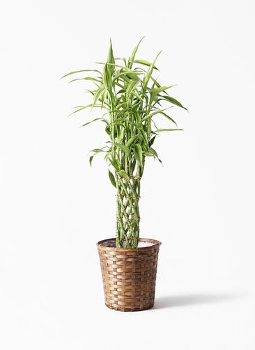 観葉植物 ドラセナ ミリオンバンブー（幸運の竹） 8号 竹バスケット 付き