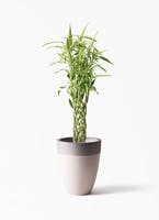 観葉植物 ドラセナ ミリオンバンブー（幸運の竹） 8号 ファイバーストーン カプリ サンディホワイト 付き