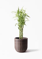 観葉植物 ドラセナ ミリオンバンブー（幸運の竹） 8号 ウィッカーポット エッグ NT 茶 付き