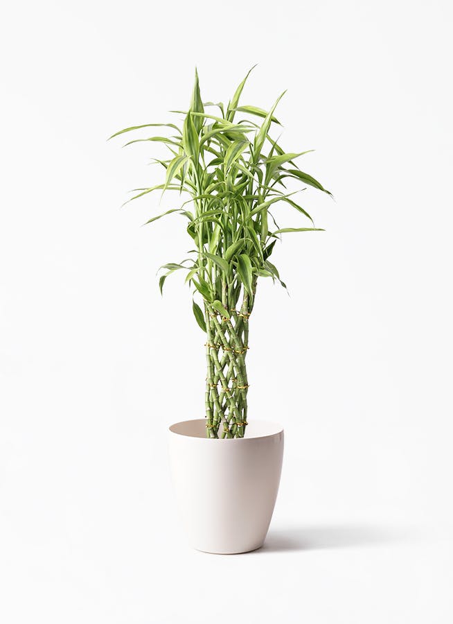 観葉植物 ドラセナ ミリオンバンブー 幸運の竹 8号 ラスターポット 付き 観葉植物ならhitohana ひとはな
