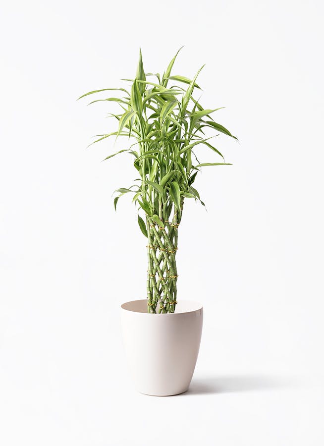 観葉植物 ドラセナ ミリオンバンブー（幸運の竹） 8号 ラスターポット