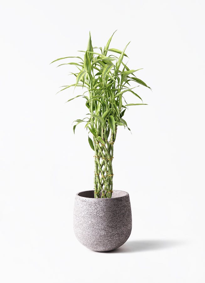 観葉植物 フィカスベンジャミン 8号 シタシオン エコストーンGray 付き | 観葉植物ならHitoHana(ひとはな)