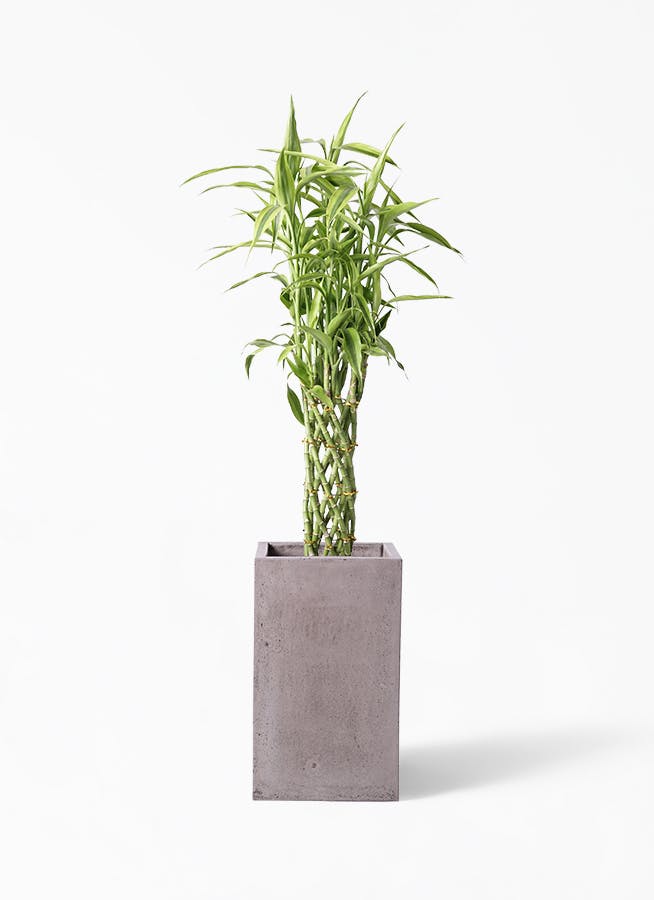 観葉植物 ドラセナ ミリオンバンブー 幸運の竹 8号 セドナロング グレイ 付き 観葉植物ならhitohana ひとはな 観葉植物 ドラセナ ミリオンバンブー 幸運の竹 8号 セドナロング グレイ 付き 観葉植物ならhitohana ひとはな