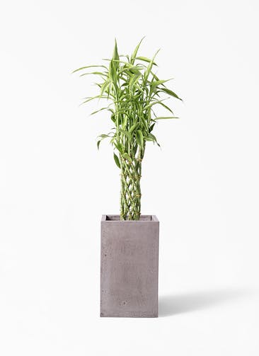 観葉植物 ドラセナ ミリオンバンブー（幸運の竹） 8号 セドナロング グレイ 付き