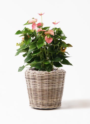 アンスリウム ピンクチャンピオン 観葉植物通販hitohana ひとはな