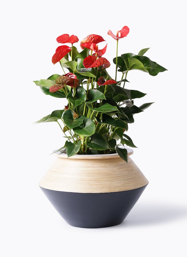 アンスリウム 8号 | 観葉植物 | 送料無料でお届け - Hitohana（ひとはな）