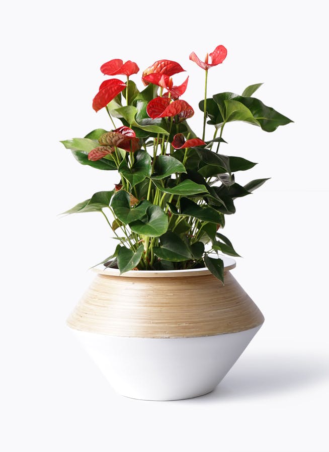 アンスリウム 8号 | 観葉植物 | 送料無料でお届け - Hitohana（ひとはな）