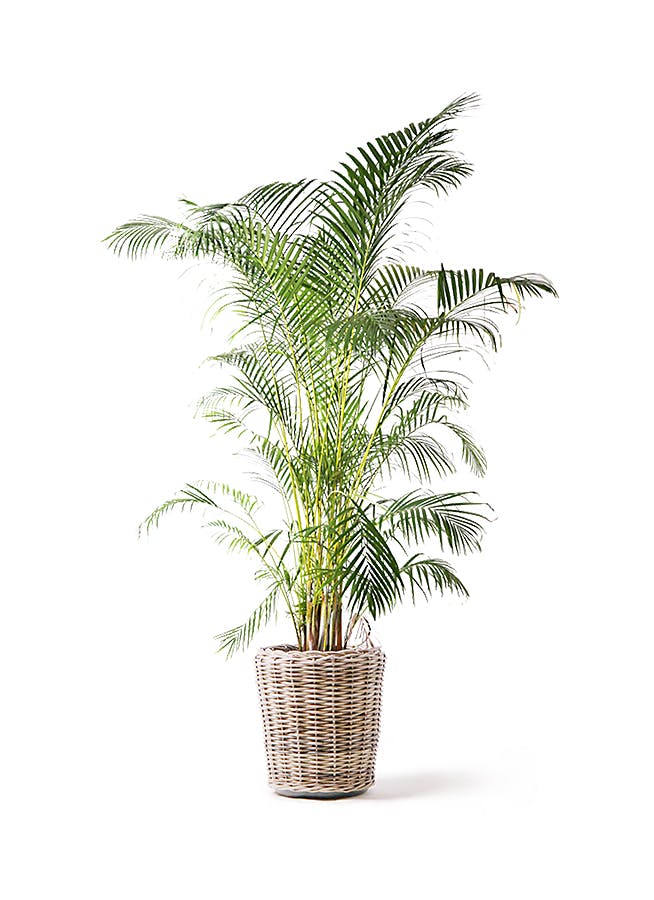 アレカヤシ 10号 | 観葉植物 | インテリアやギフトに - Hitohana（ひと