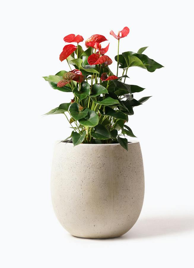 アンスリウム 8号 | 観葉植物 | 送料無料でお届け - Hitohana（ひとはな）