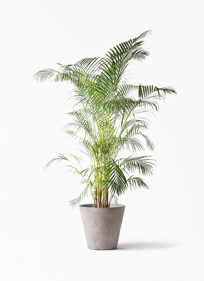 アレカヤシ 大型 | 観葉植物通販HitoHana(ひとはな)