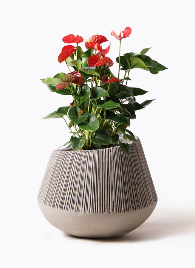 アンスリウム 8号 | 観葉植物 | 送料無料でお届け - Hitohana（ひとはな）