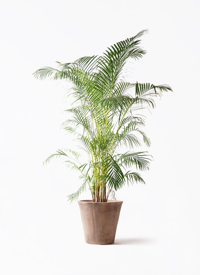 アレカヤシ | 観葉植物の通販ならHitoHana（ひとはな）