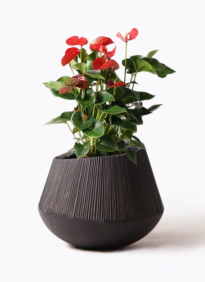 アンスリウム スタンド付き黒鉢 アンスリウム スタンド付き黒鉢 観葉植物アンスリウム 付き エディ