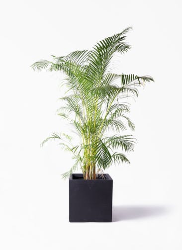 観葉植物 アレカヤシ 10号 ベータ キューブプランター 黒 付き