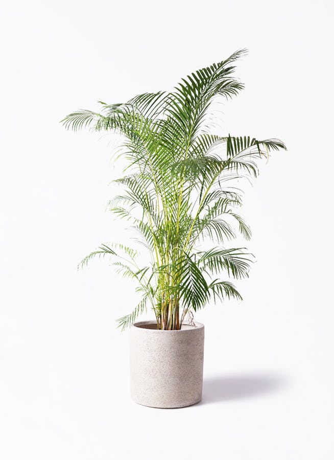 アレカヤシ | 観葉植物の通販ならHitoHana（ひとはな）