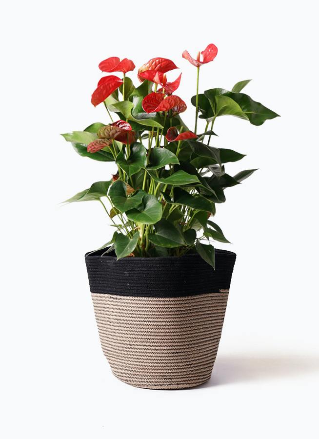 アンスリウム 8号 | 観葉植物 | 送料無料でお届け - Hitohana（ひとはな）