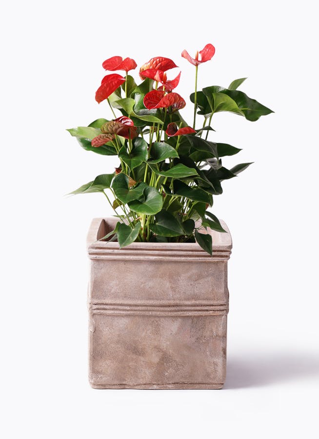 アンスリウム 8号 | 観葉植物 | 送料無料でお届け - Hitohana（ひとはな）