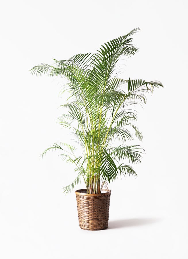 観葉植物 アレカヤシ 10号 竹バスケット 付き 観葉植物ならhitohana ひとはな 観葉植物 アレカヤシ 10号 竹バスケット 付き 観葉植物ならhitohana ひとはな
