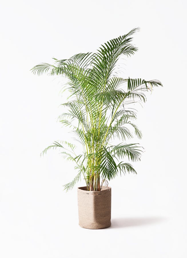 観葉植物 アレカヤシ 10号 リブバスケットNatural 付き | 観葉植物なら