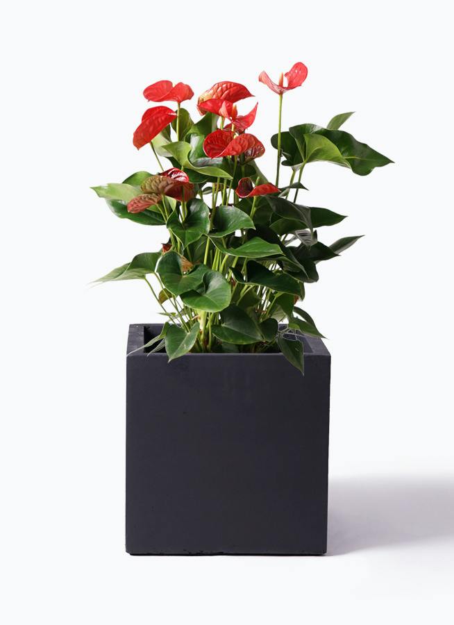 アンスリウム 8号 | 観葉植物 | 送料無料でお届け - Hitohana（ひとはな）