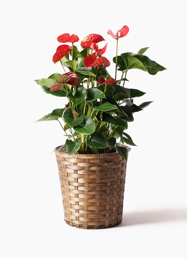 観葉植物 アンスリウム 8号 ダコタ 竹バスケット 付き 観葉植物ならhitohana ひとはな 観葉植物 アンスリウム 8号 ダコタ 竹バスケット 付き 観葉植物ならhitohana ひとはな