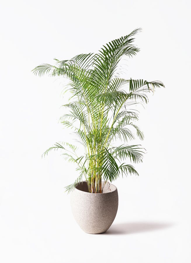 観葉植物 アレカヤシ 10号 エコストーンLight Gray 付き | 観葉