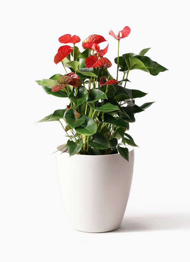 アンスリウム 8号 | 観葉植物 | 送料無料でお届け - Hitohana（ひとはな）