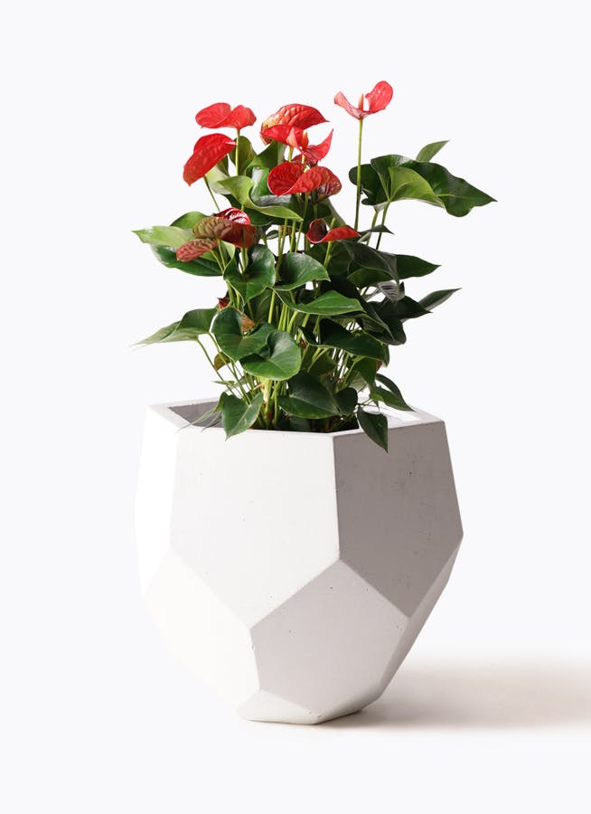 観葉植物 パキラ 8号 実生（みしょう） ポリゴヘクサ 白 付き