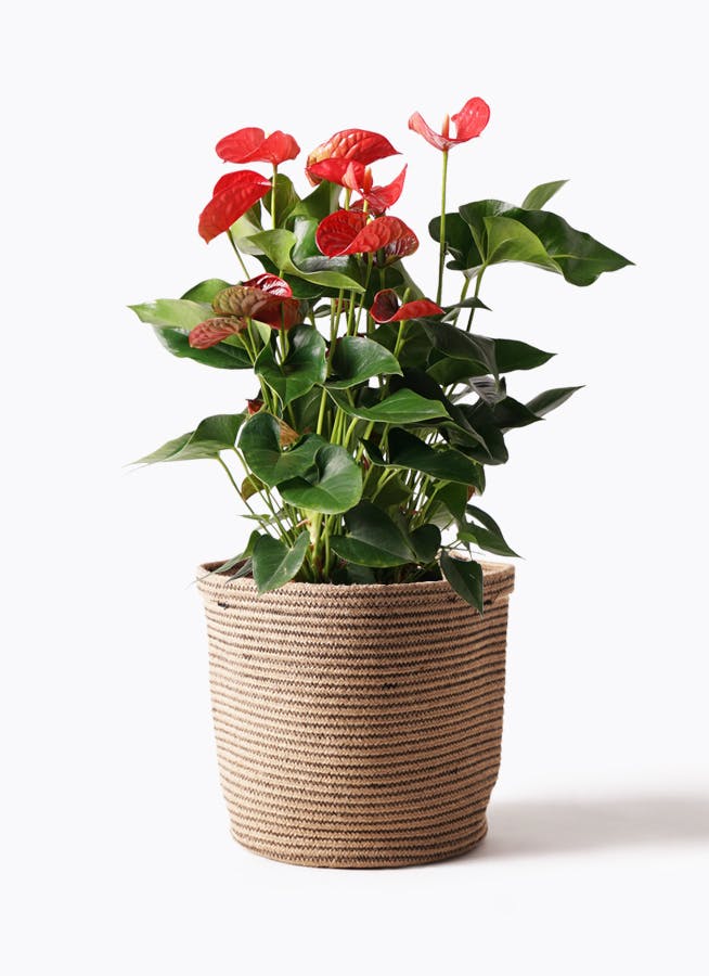 アンスリウム 8号 | 観葉植物 | 送料無料でお届け - Hitohana（ひとはな）
