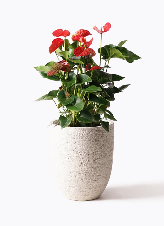 アンスリウム 8号 | 観葉植物 | 送料無料でお届け - Hitohana