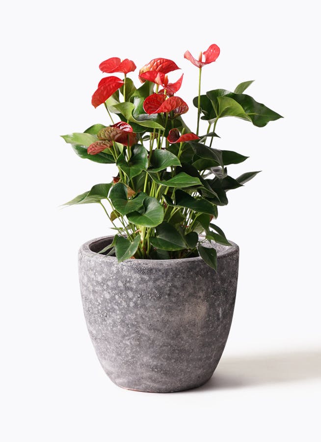 アンスリウム 8号 | 観葉植物 | 送料無料でお届け - Hitohana（ひとはな）