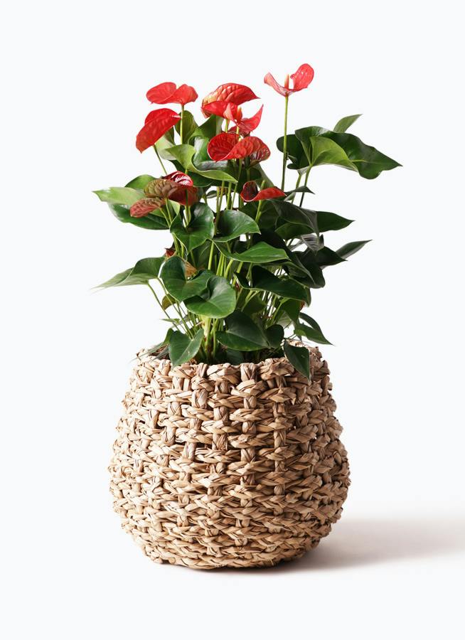 アンスリウム 8号 | 観葉植物 | 送料無料でお届け - Hitohana（ひとはな）