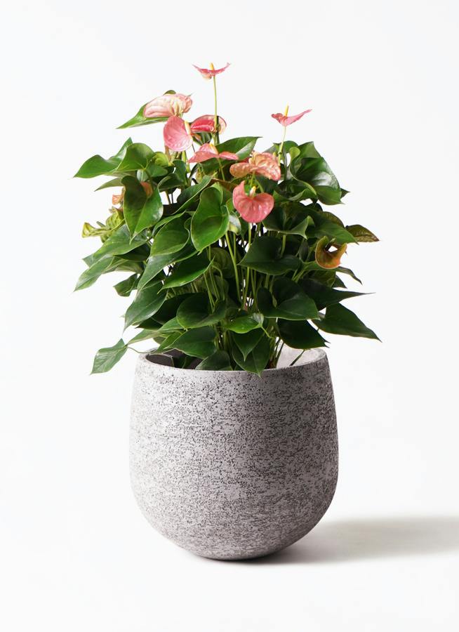 アンスリウム 8号 | 観葉植物 | 送料無料でお届け - Hitohana（ひとはな）