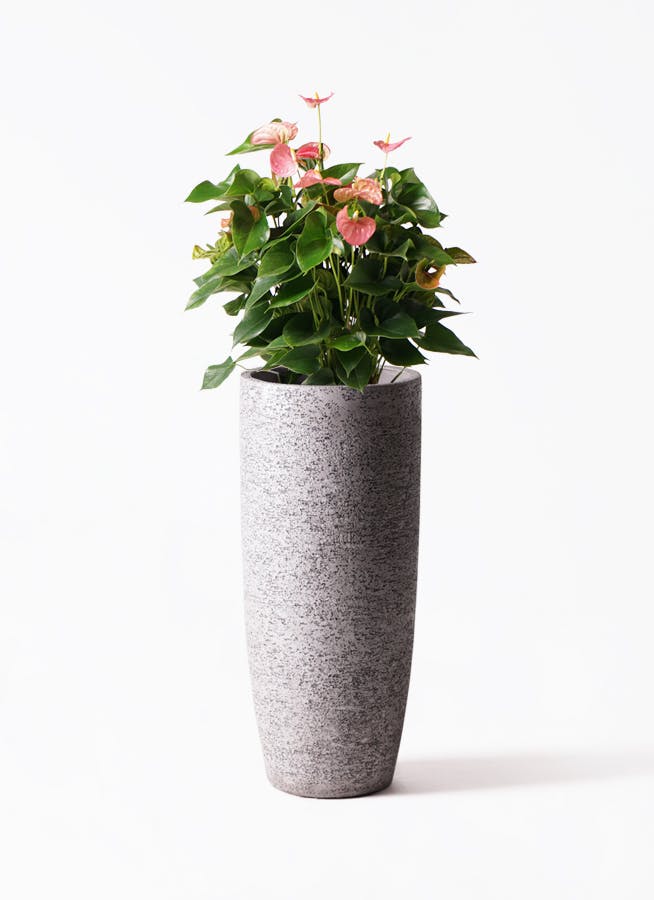 アンスリウム 8号 | 観葉植物 | 送料無料でお届け - Hitohana（ひとはな）