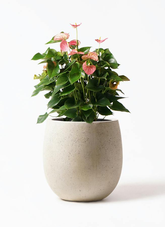 アンスリウム 8号 | 観葉植物 | 送料無料でお届け - Hitohana（ひとはな）