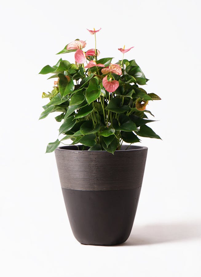 アンスリウム 8号 | 観葉植物 | 送料無料でお届け - Hitohana（ひとはな）