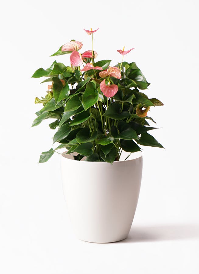 観葉植物 アンスリウム 8号 ピンクチャンピオン ラスターポット 付き 観葉植物ならhitohana ひとはな 観葉植物 アンスリウム 8号 ピンクチャンピオン ラスターポット 付き 観葉植物ならhitohana ひとはな