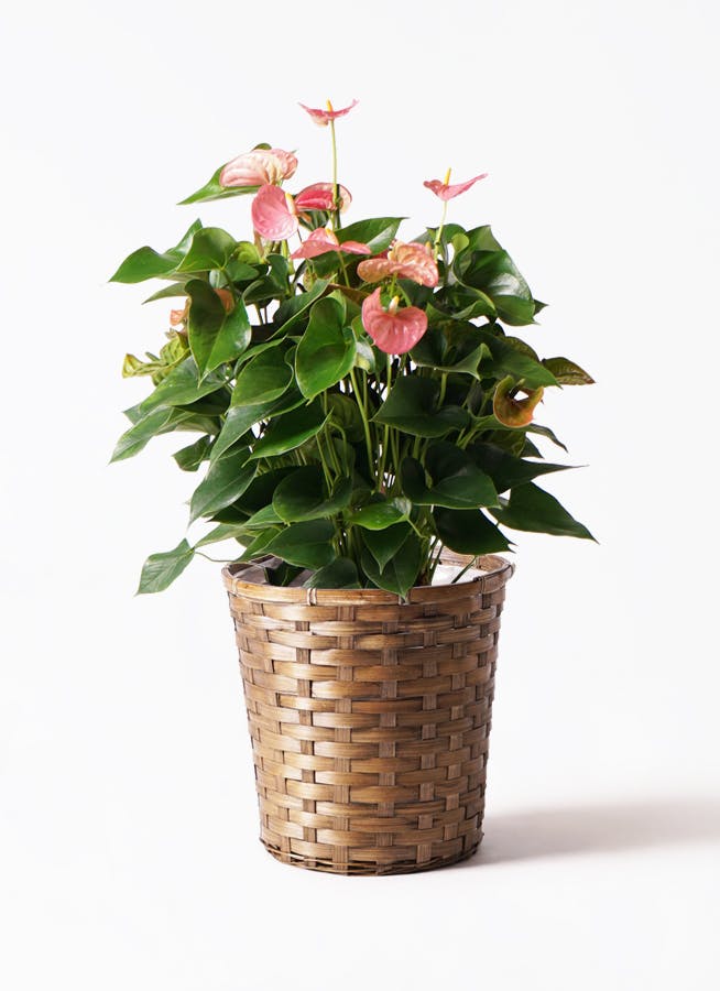 観葉植物 アンスリウム 8号 ピンク 竹バスケット 付き | 観葉植物なら