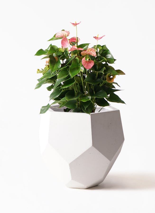 観葉植物 アンスリウム 8号 ピンクチャンピオン ポリゴヘクサ 白 付き 観葉植物ならhitohana ひとはな 観葉植物 アンスリウム 8号 ピンクチャンピオン ポリゴヘクサ 白 付き 観葉植物ならhitohana ひとはな